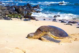 Maui: Where to See Turtles