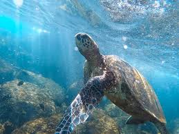 Maui Turtles Photo