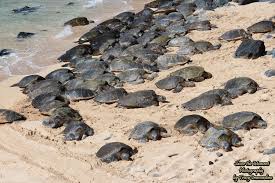 Maui Turtles Beach