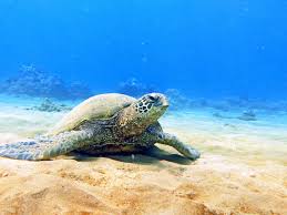 Maui Turtles image